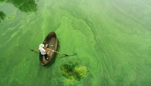 太湖-绿藻.jpg